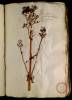  Fol. 10 

Phu. Nardus sylvestris. Valeriana maior herbarijs. Valeriana hortensis. Theriacaria.